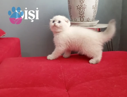 Safkan British Shorthair 2 Aylık
