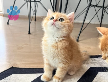 Safkan British Shorthair Golden NY12 Erkek Yavru