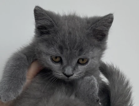 British shorthair yavru - 4570