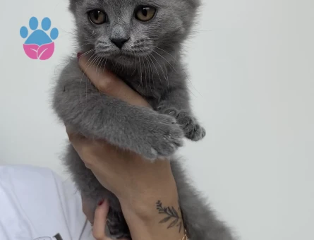 British shorthair yavru