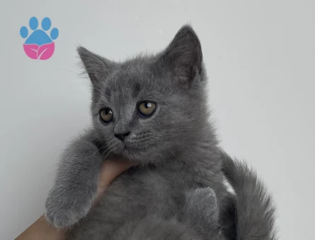 British shorthair yavru