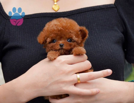 EĞİTİMLİ TOY POODLE BEBEKLERİM