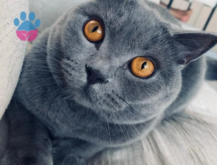 Akıllı kedimize yuva arıyoruz.