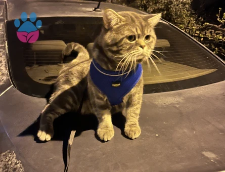 British Shorthair 1 Yaşında Eş Arıyor