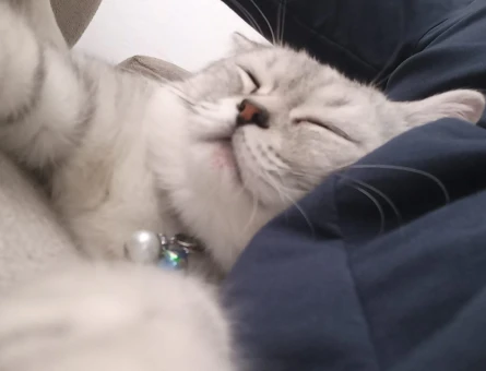 British Shorthair 1 Yaşında Uysal - 4575
