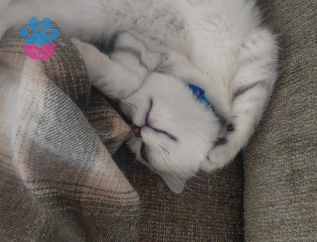 British Shorthair 1 Yaşında Uysal