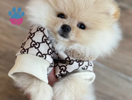 POMERANİAN BOO SAFKAN VE IRK GARANTİLİ YAVRULARIMIZ - 5142