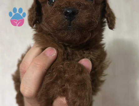 TOY POODLE YAVRULARIMIZ
