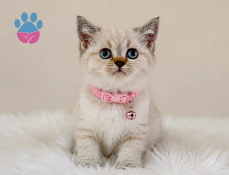 British Shorthair Lynx Point Dişi Yavrumuz Yuva Arıyor