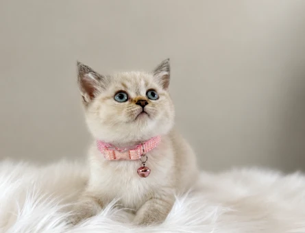 British Shorthair Lynx Point Dişi Yavrumuz Yuva Arıyor - 5148