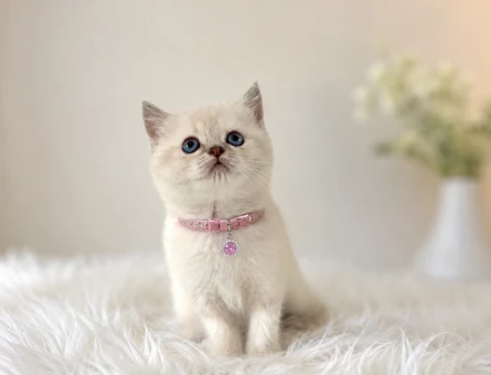 British Shorthair Blue Point Kızımız 2 Aylık - 5149