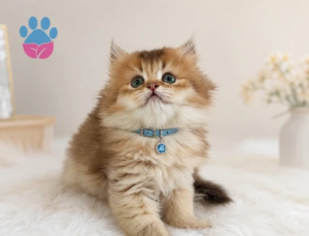 British Longhair Golden Ny12 Erkek Yavrumuz - 5151