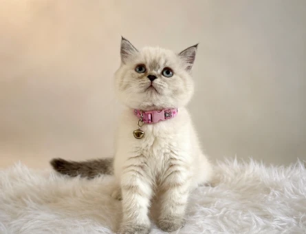 British Shorthair Tombul Yanak Prenses Yuva Arıyor - 5152