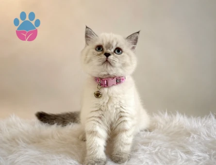 British Shorthair Tombul Yanak Prenses Yuva Arıyor