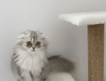 Scottish longhair 1 Yaşında - 5153