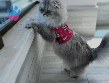 Scottish longhair 1 Yaşında
