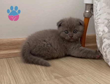 British ve Scottish yavrularımız yuva arıyor