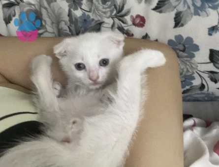 ANNE BABASINA KENDİ BAKTIĞIM YAVRU SCOTİSH FOLD KEDİLERİMİ SAHİPLENDİRİYORUM