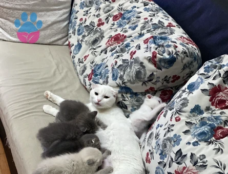 ANNE BABASINA KENDİ BAKTIĞIM YAVRU SCOTİSH FOLD KEDİLERİMİ SAHİPLENDİRİYORUM