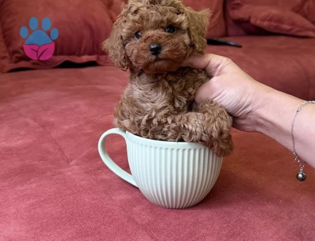 EFSANE KORE POODLE BEBEKLER - 6752