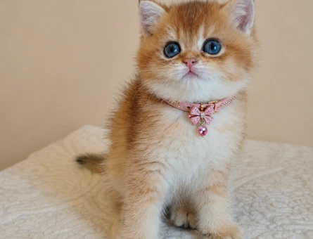 British Shorthair Golden Dişi Tombiş Yavrumuz - 6754