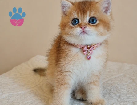 British Shorthair Golden Dişi Tombiş Yavrumuz