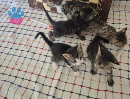 Tam 1 aylık 5 tane yavru kedi - 6756