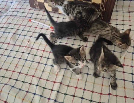 Tam 1 aylık 5 tane yavru kedi - 6756