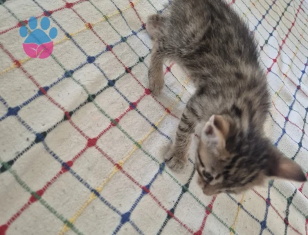 Tam 1 aylık 5 tane yavru kedi
