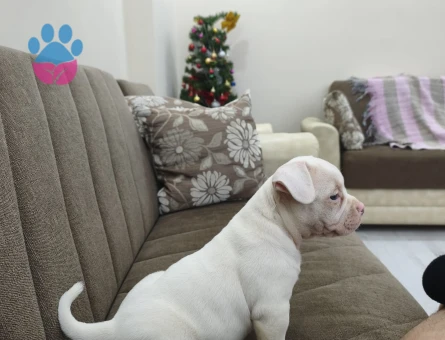 American bully 3 Aylık Köpeğim Yuva Arıyor - 6757