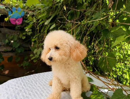 7 AYLIK DİŞİ BEYAZ TOY POODLE - 6760