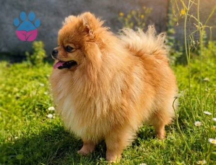 TEDDY BEAR MÜKEMMEL ANATOMİ ERKEK POODLE - 6761