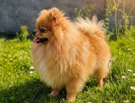 TEDDY BEAR MÜKEMMEL ANATOMİ ERKEK POMERANİAN - 6761
