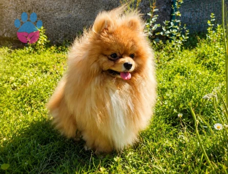 TEDDY BEAR MÜKEMMEL ANATOMİ ERKEK POODLE