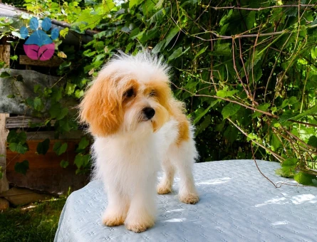 SÜTLÜ KAHVE TADINDA KORE MALTİPOO - 6762