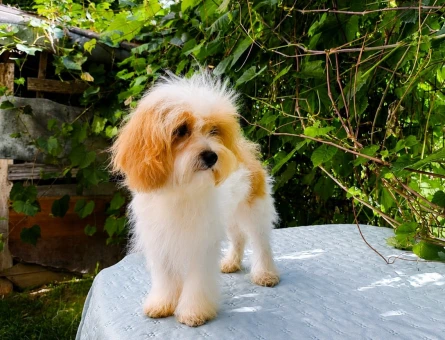 SÜTLÜ KAHVE TADINDA KORE MALTİPOO - 6762
