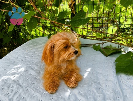 KORE MALTİPOO 5 AYLIK ERKEK - 6763
