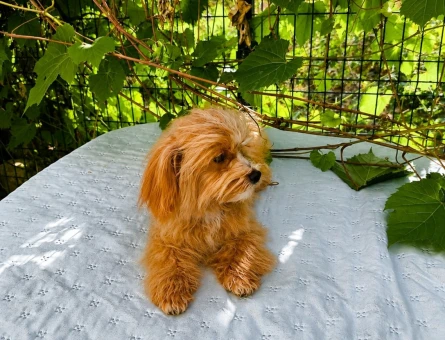 KORE MALTİPOO 5 AYLIK ERKEK - 6763