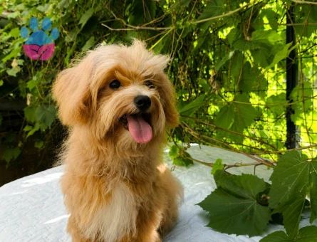 KORE MALTİPOO 5 AYLIK ERKEK