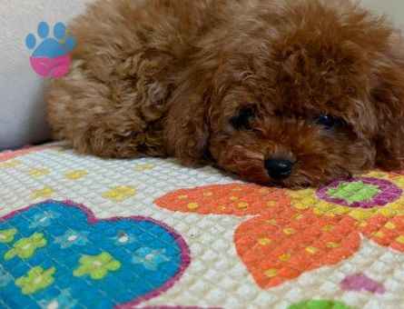 teacup poodle 4 Aylık Yuva Arıyor