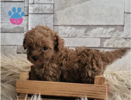 Toy poodle yavrularımız