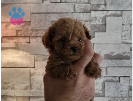 Toy poodle yavrularımız