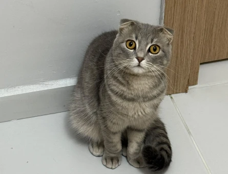 Scottish Fold Mişa’mız Yeni Yuvasını Arıyor - 6766