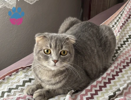 Scottish Fold Mişa’mız Yeni Yuvasını Arıyor