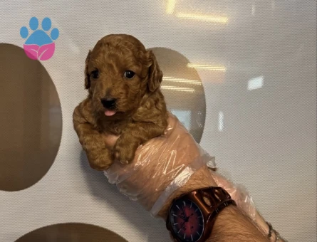 TEACUP TOY POODLE YAVRULARIMIZ