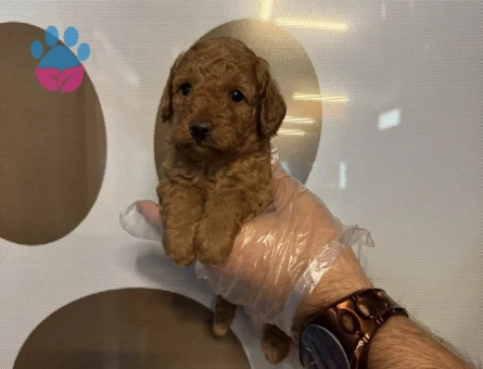 TEACUP TOY POODLE YAVRULARIMIZ - 6767