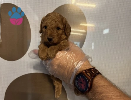TEACUP TOY POODLE YAVRULARIMIZ