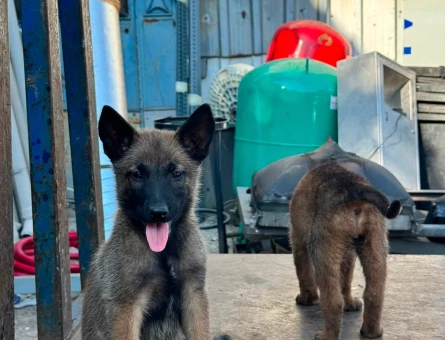3 Aylık Yavru malinoise Yuva Arıyor - 6768