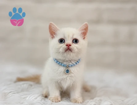 British Shorthair Erkek Bembeyaz Yavrumuz - 6769