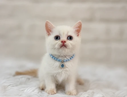 British Shorthair Erkek Bembeyaz Yavrumuz - 6769